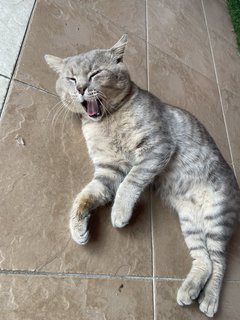 Burger❤️❤️ - Domestic Short Hair Cat