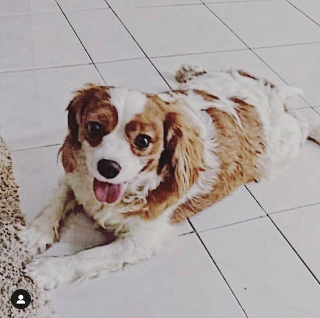 Kyon - Cavalier King Charles Spaniel Mix Dog