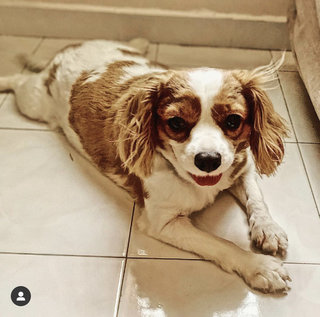 Kyon - Cavalier King Charles Spaniel Mix Dog