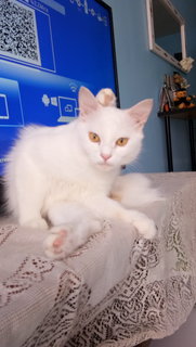 Babuji - Domestic Long Hair Cat