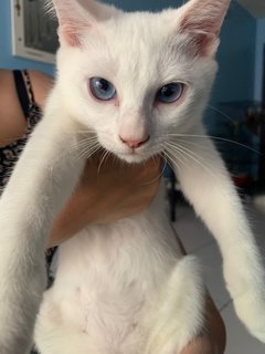 Snowy - Domestic Long Hair Cat