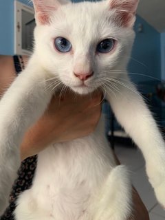 Snowy - Domestic Long Hair Cat