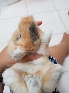 PF111024 - Dwarf Rabbit