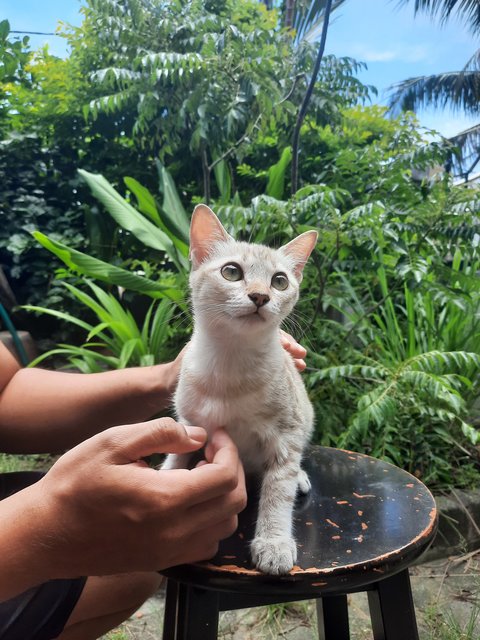 Ms Grey - Egyptian Mau Cat