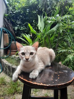 Ms Grey - Egyptian Mau Cat