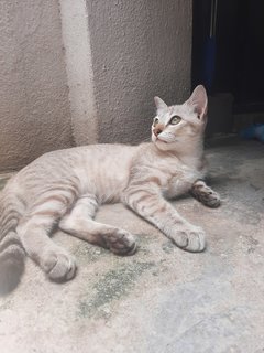 Ms Grey - Egyptian Mau Cat