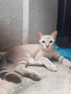 Ms Grey - Egyptian Mau Cat