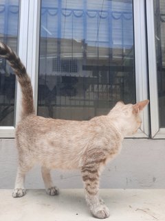 Ms Grey - Egyptian Mau Cat