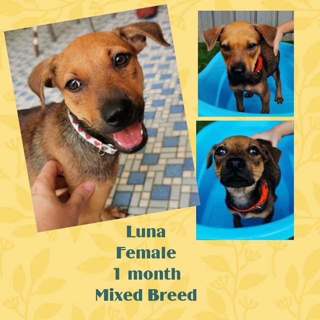 Lunna - Mixed Breed Dog