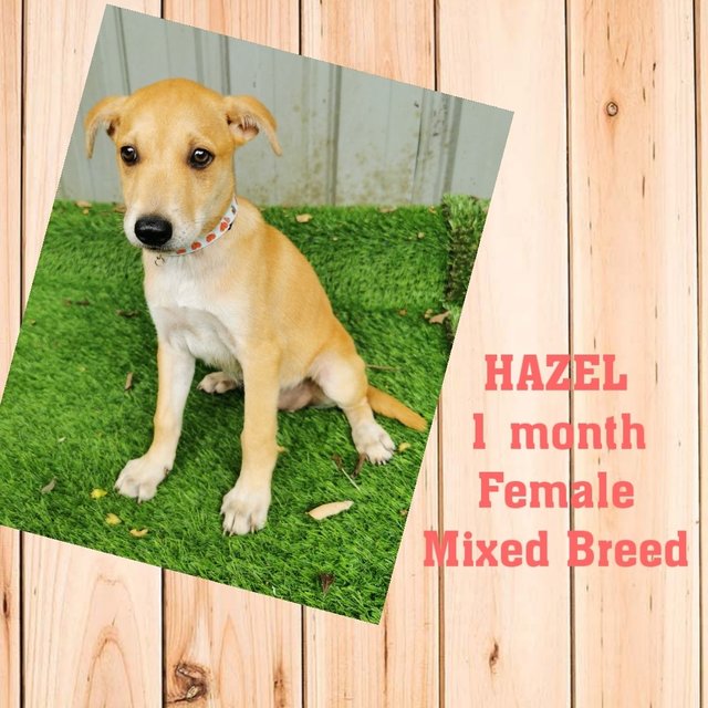 Haezel - Mixed Breed Dog