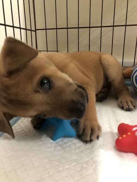 Bundle Of Joy  - Mixed Breed Dog