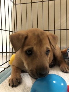 Bundle Of Joy  - Mixed Breed Dog