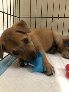 Bundle Of Joy  - Mixed Breed Dog