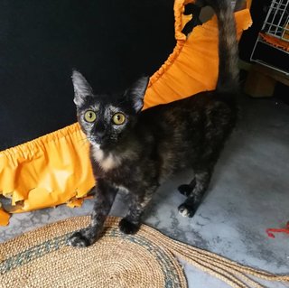 Nala - Domestic Short Hair Cat