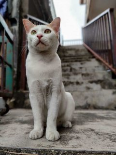 Oyen - Domestic Short Hair Cat