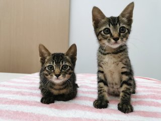 Boy And Girl - Domestic Short Hair Cat