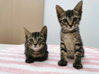 Boy And Girl - Domestic Short Hair Cat