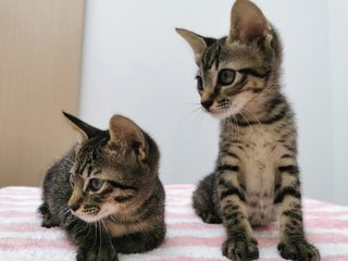 Boy And Girl - Domestic Short Hair Cat