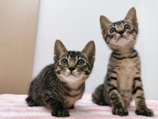 Boy And Girl - Domestic Short Hair Cat