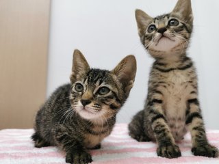 Boy And Girl - Domestic Short Hair Cat