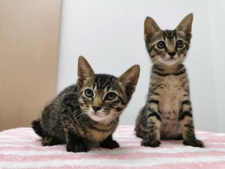 Boy And Girl - Domestic Short Hair Cat