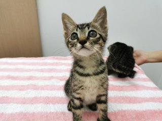 Boy And Girl - Domestic Short Hair Cat