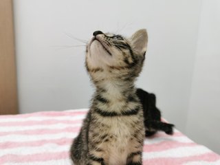 Boy And Girl - Domestic Short Hair Cat