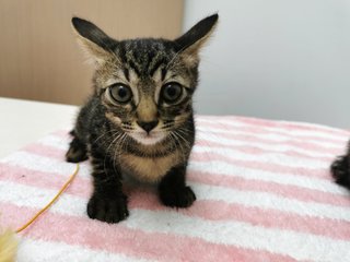 Boy And Girl - Domestic Short Hair Cat