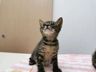 Boy And Girl - Domestic Short Hair Cat