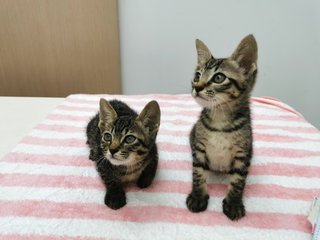 Boy And Girl - Domestic Short Hair Cat