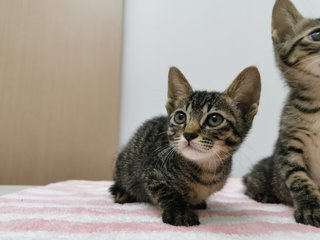 Boy And Girl - Domestic Short Hair Cat