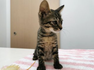 Boy And Girl - Domestic Short Hair Cat