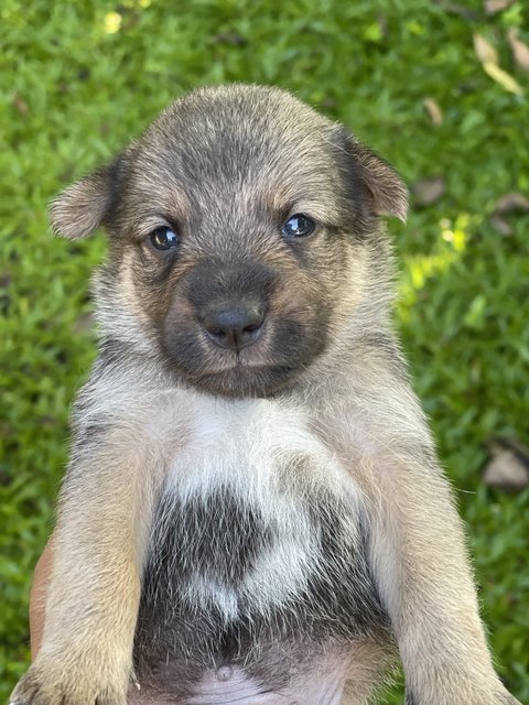 Arjuna - Mixed Breed Dog