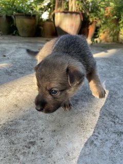 Arjuna - Mixed Breed Dog