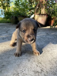 Arjuna - Mixed Breed Dog