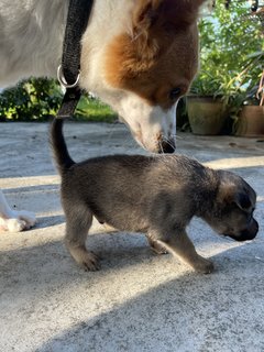 Arjuna - Mixed Breed Dog