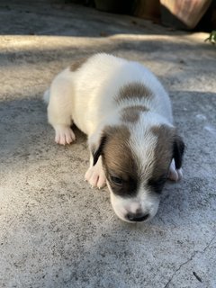 Sumitra - Mixed Breed Dog