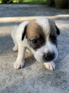 Sumitra - Mixed Breed Dog