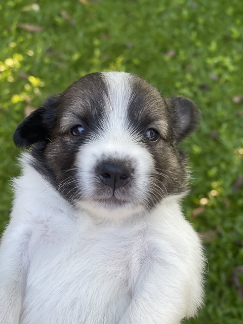 Hanuman - Mixed Breed Dog