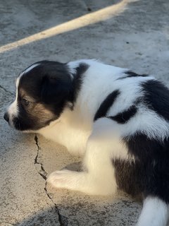 Hanuman - Mixed Breed Dog