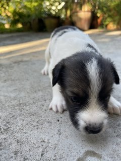 Hanuman - Mixed Breed Dog