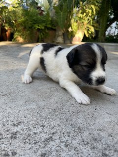 Hanuman - Mixed Breed Dog