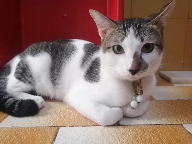 Miaomiao - Domestic Short Hair Cat