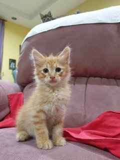 Leo - Domestic Long Hair Cat