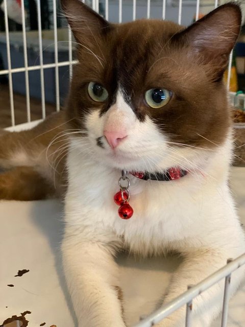 Tata - British Shorthair + Domestic Medium Hair Cat