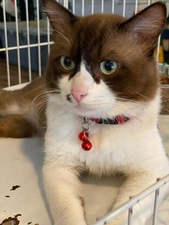 Tata - British Shorthair + Domestic Medium Hair Cat