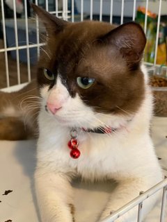 Tata - British Shorthair + Domestic Medium Hair Cat