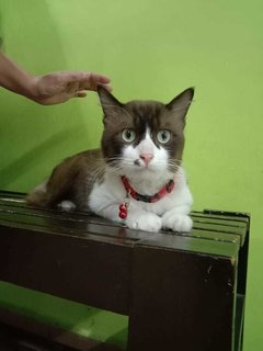 Tata - British Shorthair + Domestic Medium Hair Cat