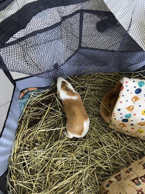 Pip &amp; Nugget - Guinea Pig Small & Furry