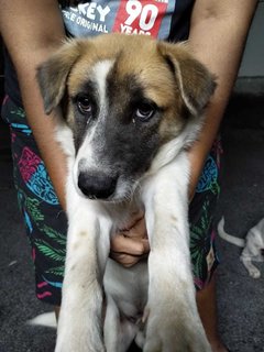 Milo Susu - Mixed Breed Dog